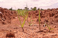 Application d'engrais à la jeune plante de canne à sucre Photo libre de droits Application d'engrais à la jeune plante de canne à sucre Photo libre de droits