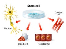 Applicazione della cellula staminale illustrazione vettoriale Applicazione della cellula staminale illustrazione vettoriale