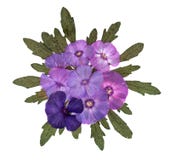 Applique pressé de phlox Image stock Applique pressé de phlox Image stock