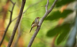 Appollaiarsi comune del tailorbird immagini stock Appollaiarsi comune del tailorbird immagini stock