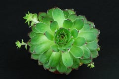 Appreciate plant royalty free stock photo Appreciate plant royalty free stock photo