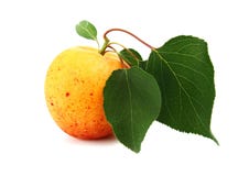 Apricot Royalty Free Stock Photography