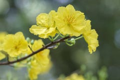 Apricot flowers blooming in Vietnam Lunar New Year royalty free stock photo Apricot flowers blooming in Vietnam Lunar New Year royalty free stock photo