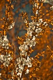 Apricot Tree Background Stock Images