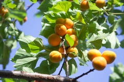 Apricot Tree Branch Royalty Free Stock Photo