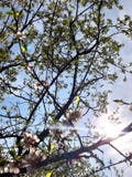 Aprikosblomningfilial som bakgrund ?r, kan filialen anv?nd blomning ny livstid bl? sky ljusa str?lar royaltyfri fotografi Aprikosblomningfilial som bakgrund ?r, kan filialen anv?nd blomning ny livstid bl? sky ljusa str?lar royaltyfri fotografi