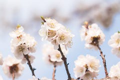 Aprikosenblumen auf einer Niederlassung gegen den Himmel lizenzfreie stockfotografie Aprikosenblumen auf einer Niederlassung gegen den Himmel lizenzfreie stockfotografie