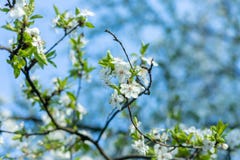 April white flouers royalty free stock photography April white flouers royalty free stock photography