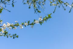 April white flouers stock images April white flouers stock images
