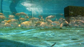 Aquaponic Fish Farm Swimming Underwater Video