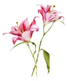 Aquarelle botanique de fleur de Lilia illustration stock Aquarelle botanique de fleur de Lilia illustration stock