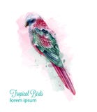 Aquarelle colorée tropicale de vecteur d'oiseau de perroquet Illustration mignonne d'oiseau splashs bleus de couleurs illustration stock Aquarelle colorée tropicale de vecteur d'oiseau de perroquet Illustration mignonne d'oiseau splashs bleus de couleurs illustration stock