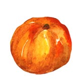 Aquarelle tirée par la main de mandarine, sur un fond blanc Illustration illustration stock Aquarelle tirée par la main de mandarine, sur un fond blanc Illustration illustration stock