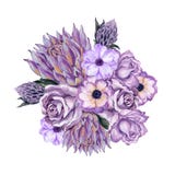 Aquarellgouachesatz der Anemone rosafarben und Proteablume und -Weide vektor abbildung Aquarellgouachesatz der Anemone rosafarben und Proteablume und -Weide vektor abbildung