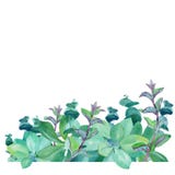 Aquarellgrenze der frischen wilden Minze stockbild Aquarellgrenze der frischen wilden Minze stockbild