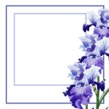 Aquarellillustration Blume Muscari auf wei?em Hintergrund f?r Gru?karte stock abbildung Aquarellillustration Blume Muscari auf wei?em Hintergrund f?r Gru?karte stock abbildung