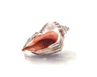 Aquarellillustration des Seeoberteils rapan lokalisiert lizenzfreie abbildung Aquarellillustration des Seeoberteils rapan lokalisiert lizenzfreie abbildung