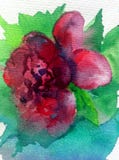 Aquarellkunsthintergrundzusammenfassungsfrühling rote rosa grüne dalicate Licht-Blumenrose einzeln Lizenzfreie Stockbilder Aquarellkunsthintergrundzusammenfassungsfrühling rote rosa grüne dalicate Licht-Blumenrose einzeln Lizenzfreie Stockbilder