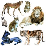 Aquarellsatz Wildkatzen stock abbildung Aquarellsatz Wildkatzen stock abbildung