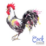 Aquarellzeichnung des Hahns lokalisiert auf weißem Hintergrund Netter Vogel, junger Hahn oder Hahn glückliches neues Jahr 2007 lizenzfreie abbildung Aquarellzeichnung des Hahns lokalisiert auf weißem Hintergrund Netter Vogel, junger Hahn oder Hahn glückliches neues Jahr 2007 lizenzfreie abbildung
