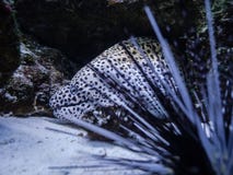 Aquarium d'anguille de Moray à Kiev Aiguilles d'oursin photos stock Aquarium d'anguille de Moray à Kiev Aiguilles d'oursin photos stock