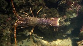 Aquarium of genoa, lobster