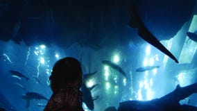 Aquarium sur le plafond Aquarium sur le plafond