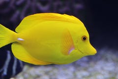 Aquarium van de Rokerige Bergen stock fotografie Aquarium van de Rokerige Bergen stock fotografie
