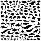 Aquatic marine life creatures vector collection