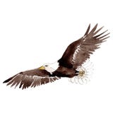Aquila dell'uccello del cielo in una fauna selvatica da stile dell'acquerello isolata Fondo, struttura, modello, struttura illustrazione di stock Aquila dell'uccello del cielo in una fauna selvatica da stile dell'acquerello isolata Fondo, struttura, modello, struttura illustrazione di stock