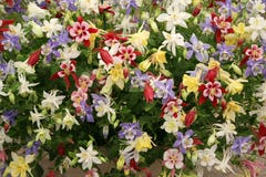 Aquilegia Display At Chelsea Flower Show Royalty Free Stock Photography Aquilegia Display At Chelsea Flower Show Royalty Free Stock Photography