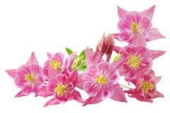 Aquilegia Vulgaris Columbine royalty free stock photo Aquilegia Vulgaris Columbine royalty free stock photo