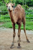 Arabian Camel Stock Photography