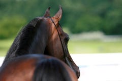 Arabian Horse Stock Photos Arabian Horse Stock Photos
