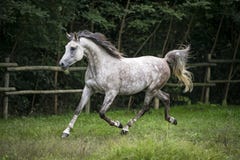 Arabian Horse trotting stock photography Arabian Horse trotting stock photography