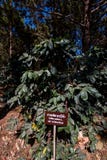 Arabica berry coffee beans on tree in tropical forest royalty free stock images Arabica berry coffee beans on tree in tropical forest royalty free stock images
