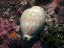 arabica cowry mauritia Στοκ Εικόνες