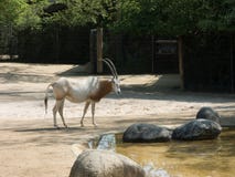 Arabier oryx met zebras in de dierentuin royalty-vrije stock afbeeldingen Arabier oryx met zebras in de dierentuin royalty-vrije stock afbeeldingen