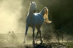 Arabisch paard royalty-vrije stock afbeelding Arabisch paard royalty-vrije stock afbeelding