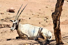 Arabische Oryx bij de Dierentuin van Phoenix, het Centrum van Arizona voor Natuurbescherming, Phoenix, Arizona, Verenigde Staten stock afbeeldingen Arabische Oryx bij de Dierentuin van Phoenix, het Centrum van Arizona voor Natuurbescherming, Phoenix, Arizona, Verenigde Staten stock afbeeldingen