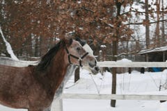 2 arabische Pferde, die synchron in den Schnee in der Koppel galoppieren stockfotos 2 arabische Pferde, die synchron in den Schnee in der Koppel galoppieren stockfotos