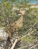 Arabisk stenbock som betar i ett träd nära Ein Gedi i Israel arkivfoton Arabisk stenbock som betar i ett träd nära Ein Gedi i Israel arkivfoton