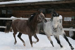 2 arabiska hästar som galopperar i det insnöat paddocken royaltyfria foton 2 arabiska hästar som galopperar i det insnöat paddocken royaltyfria foton