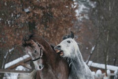 2 arabiska hästlekar i snön Kastrera tuggafölet royaltyfria bilder 2 arabiska hästlekar i snön Kastrera tuggafölet royaltyfria bilder