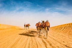Arabscy wielbłądy w pustyni Abu Dhabi, U A e , Arabscy wielbłądy w pustyni Abu Dhabi, U A e ,