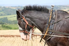 Arado de los caballos de condado imagen de archivo libre de regalías Arado de los caballos de condado imagen de archivo libre de regalías