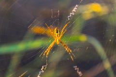 araign?e photographie stock libre de droits araign?e photographie stock libre de droits