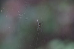 Araignée sur un Web - Monterrey, Mexique photos libres de droits Araignée sur un Web - Monterrey, Mexique photos libres de droits