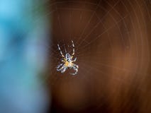 Araneus d'araignée sur le Web photographie stock Araneus d'araignée sur le Web photographie stock