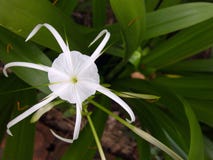 Aranha Lily Flower imagem de stock royalty free Aranha Lily Flower imagem de stock royalty free